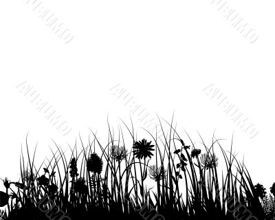 grass and flowers