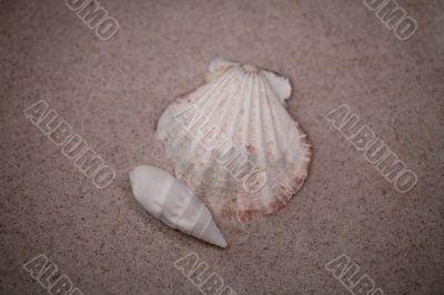 shell