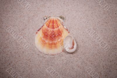 shell