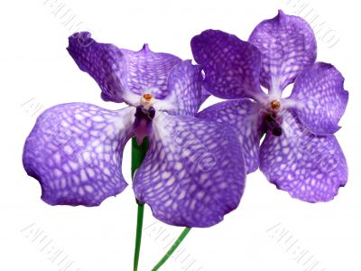 Blooming Orchid Vanda coerulea
