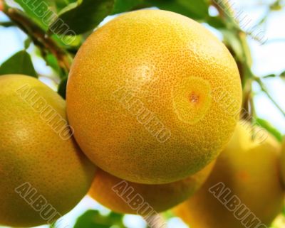 Grapefruits