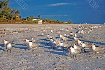 Birds