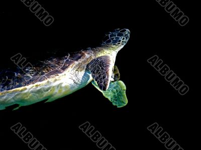 The Dark Turtle