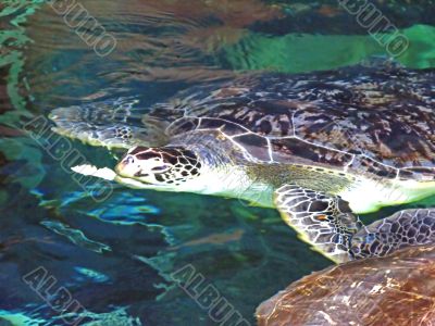 Turtle Feeding