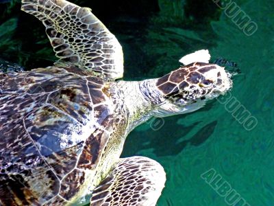 Turtle Feeding