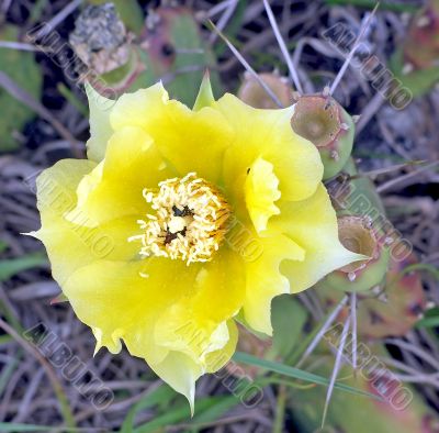 Flower