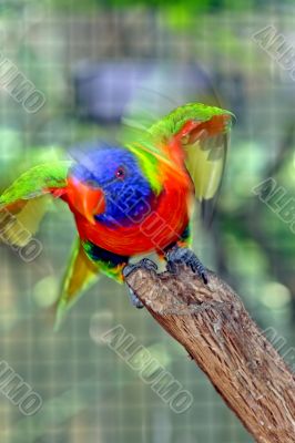Bird ready to fly