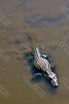Alligator