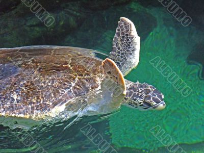Turtle Flap