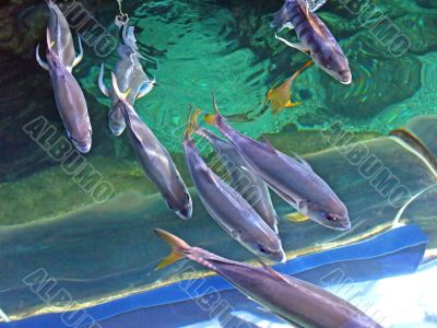 Fishes