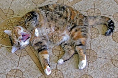 Car Yawn