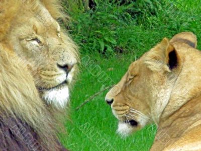 Lion and Lioness