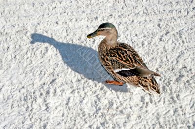 Duck and Shadow