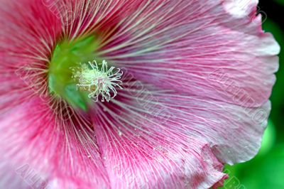 Pink Flower Close-Up