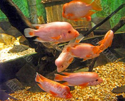 Pink Fish