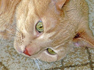 Head of a Cat