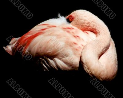 The Disappearing Flamingo