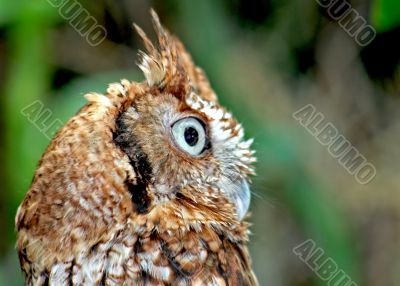 Owl looking