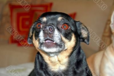 Chihuahua