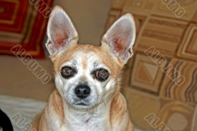 Chihuahua