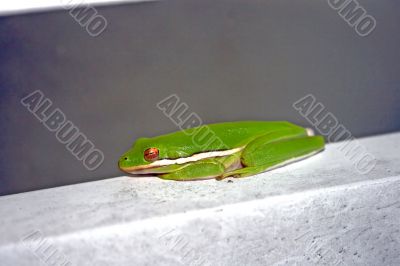 Frog sitting