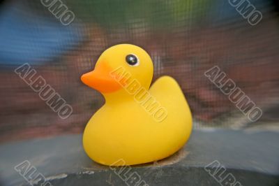 Lonely Duck