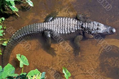 Alligator