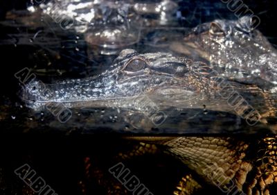Alligator