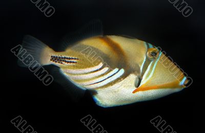 Fish Swimming