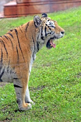 Tiger Yawn
