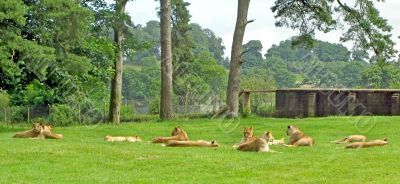 Lionesses