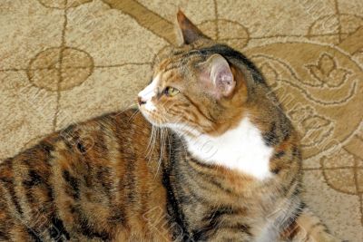 Sight of a Cat