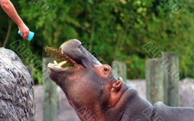 Hippo