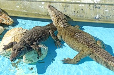 Alligators