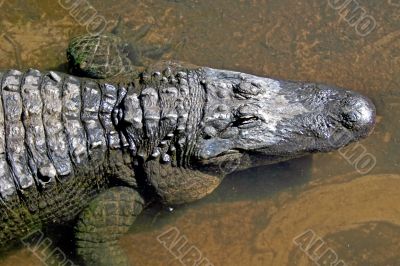 Alligator