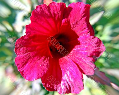 3D Flower