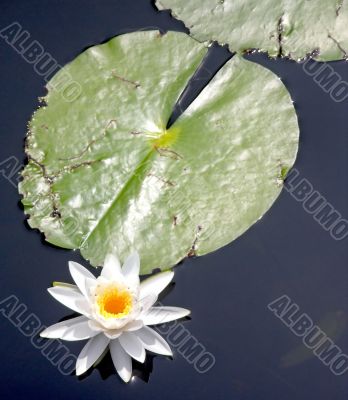 Lily Pad