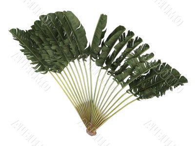 Traveller`s Palm or Ravenala madagascariensis