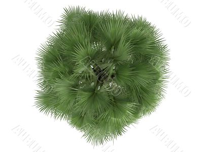 Desert Fan Palm or Washingtonia filifera
