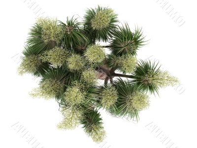 Ponytail Palm or Nolina recurvata