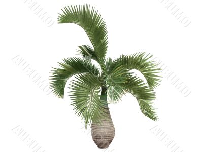 Bottle Palm or Hyophorbe lagenicaulis
