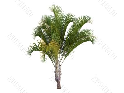 Triangle Palm or Dypsis decaryi