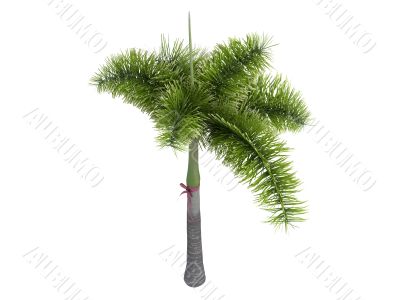 Foxtail Palm or Wodyetia bifurcata