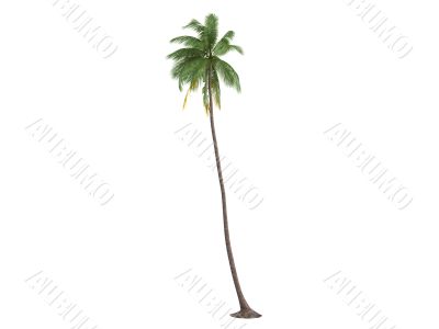 Coconut or Cocos nucifera