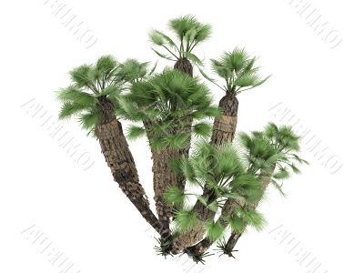 European Fan Palm or Chamaerops humilis