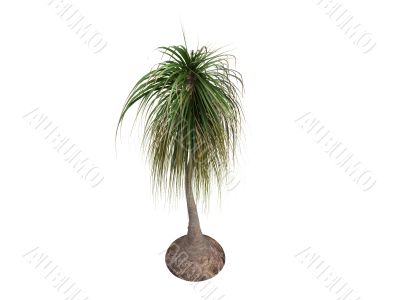 Ponytail Palm or Nolina recurvata