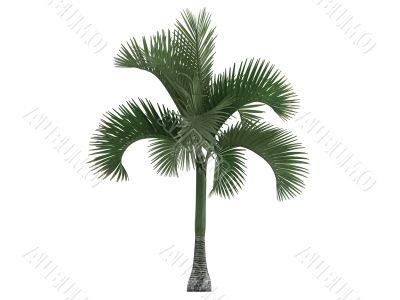 Carpoxylon Palm or Carpoxylon macrospermum