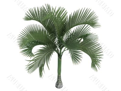 Carpoxylon Palm or Carpoxylon macrospermum