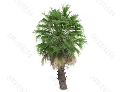 Desert Fan Palm or Washingtonia filifera