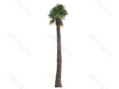 Desert Fan Palm or Washingtonia filifera